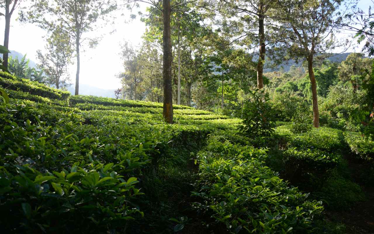 Tempat Liburan di Puncak yang Menyenangkan